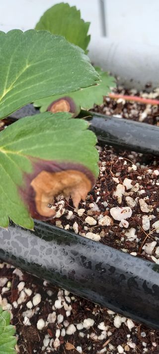 원심님의 딸기 · 병해충상담 작성글 사진