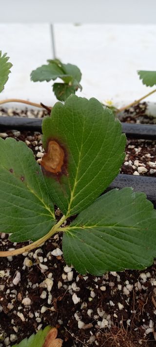 원심님의 딸기 · 병해충상담 작성글 사진