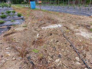 조정분(사랑이엄마)님의 농부님! 어떤 농약 쓰세요? · 참여 작성글 사진