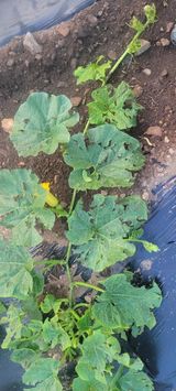 팜모닝 호박·자유게시판 게시글 이미지