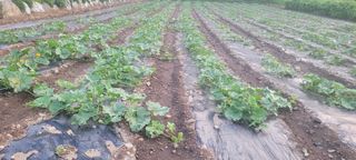 채경희님의 호박 · 자유게시판 작성글 사진