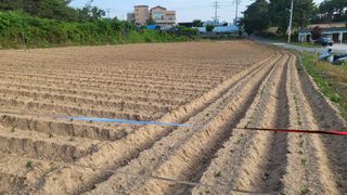 형설농원 정순정님의 콩 · 자유게시판 작성글 사진