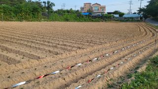 형설농원 정순정님의 콩 · 자유게시판 작성글 사진