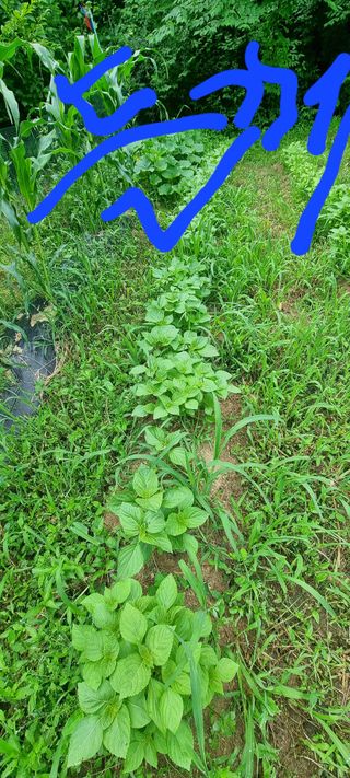 달방구님의 들깨 · 자유게시판 작성글 사진