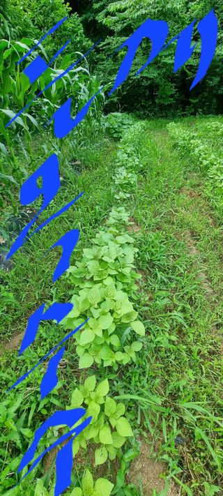 달방구님의 들깨 · 자유게시판 작성글 사진