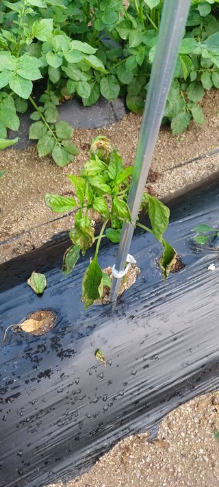 박현자님의 고추 · 일상 작성글 사진