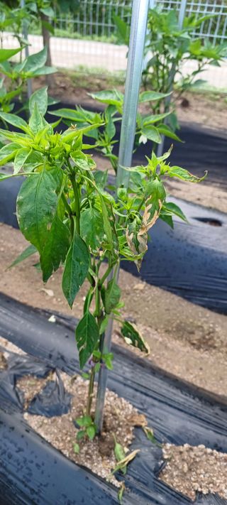 박현자님의 고추 · 일상 작성글 사진