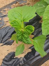 팜모닝 참깨·병해충상담 게시글 이미지