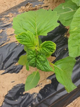 이상협님의 참깨 · 병해충상담 작성글 사진