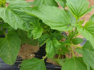 이상협님의 참깨 · 병해충상담 작성글 사진