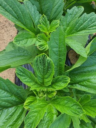 이상협님의 참깨 · 병해충상담 작성글 사진