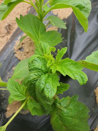 이상협님의 참깨 · 병해충상담 작성글 사진