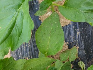 이상협님의 참깨 · 병해충상담 작성글 사진