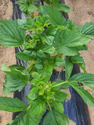 이상협님의 참깨 · 병해충상담 작성글 사진