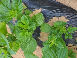 이상협님의 참깨 · 병해충상담 작성글 사진