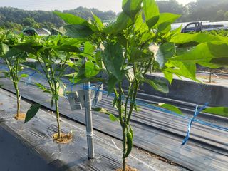 들꽃농장님의 고추 · 일상 작성글 사진