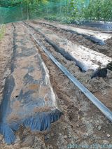 팜모닝 참깨·자유게시판 게시글 이미지