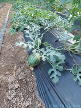 팜모닝 오이·자유게시판 게시글 이미지