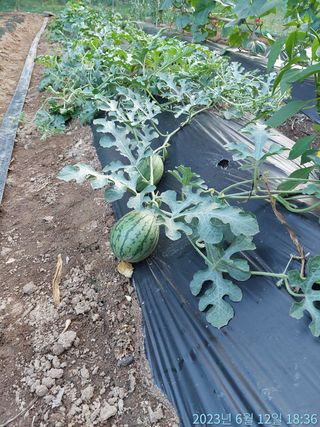 황대헌님의 오이 · 자유게시판 작성글 사진