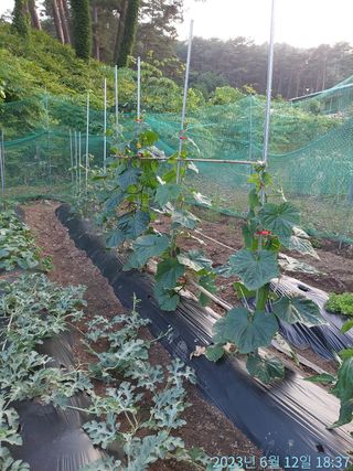 황대헌님의 오이 · 자유게시판 작성글 사진