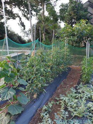 황대헌님의 오이 · 자유게시판 작성글 사진