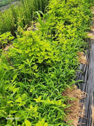 청정지역금순이님의 기타작물 · 병해충상담 작성글 사진