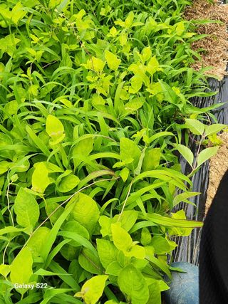 청정지역금순이님의 기타작물 · 병해충상담 작성글 사진