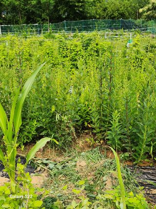 청정지역금순이님의 기타작물 · 병해충상담 작성글 사진