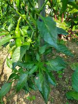 팜모닝 고추·병해충상담 게시글 이미지