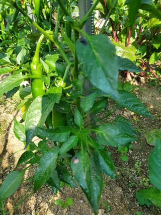 항상 감사합니다.님의 고추 · 병해충상담 작성글 사진