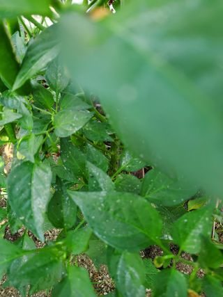 항상 감사합니다.님의 고추 · 병해충상담 작성글 사진