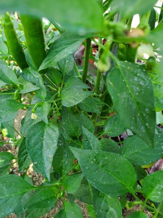 항상 감사합니다.님의 고추 · 병해충상담 작성글 사진