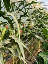 팜모닝 옥수수·자유게시판 게시글 이미지