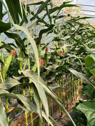 신신기루님의 옥수수 · 자유게시판 작성글 사진