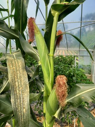 신신기루님의 옥수수 · 자유게시판 작성글 사진