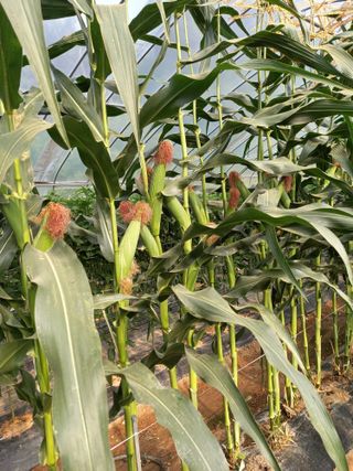 신신기루님의 옥수수 · 자유게시판 작성글 사진