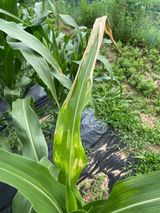 팜모닝 옥수수·병해충상담 게시글 이미지