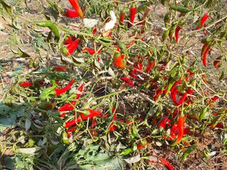 고흥박상남님의 농부님! 어떤 농약 쓰세요? · 참여 작성글 사진