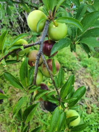 은희...소확행^^님의 자두 · 병해충상담 작성글 사진