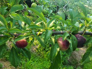 은희...소확행^^님의 자두 · 병해충상담 작성글 사진