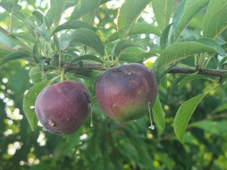 은희...소확행^^님의 자두 · 병해충상담 작성글 사진