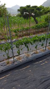 팜모닝 고추·영농일지 게시글 이미지