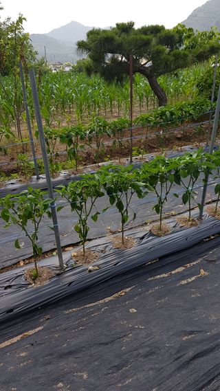 콩19127님의 고추 · 영농일지 작성글 사진