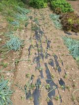 팜모닝 파·병해충상담 게시글 이미지