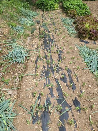 보리피리님의 파 · 병해충상담 작성글 사진