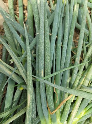 보리피리님의 파 · 병해충상담 작성글 사진