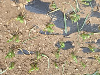 보리피리님의 파 · 병해충상담 작성글 사진