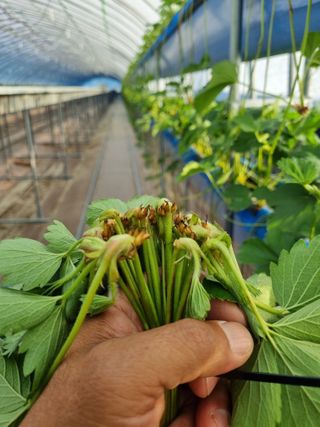 진주 김증수님의 딸기 · 수확 작성글 사진