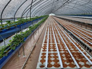 진주 김증수님의 딸기 · 수확 작성글 사진