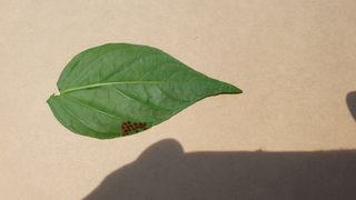 김용언 님의 고추 · 병해충상담 작성글 사진